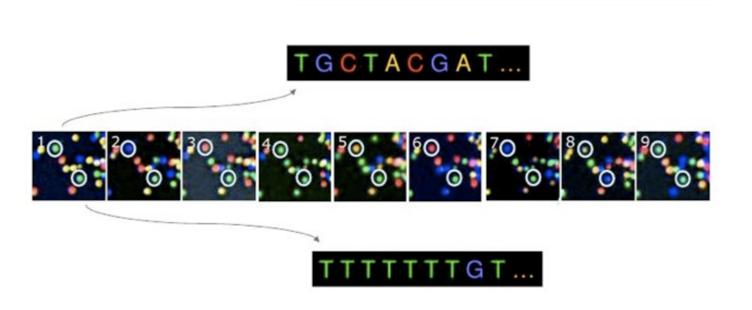 By comparing the images taken at each nucleotide-addition cycle, we can determine the sequence of nucleotides of the DNA or RNA fragments in a sample.